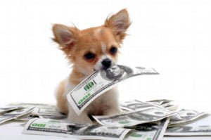 Puppy with money in mouth