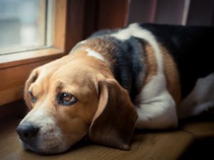 Beagle looking sad