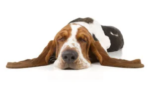 happy-oodles-which-dog-is-right-for-you-dog-bassett-hound-sleeping-fl