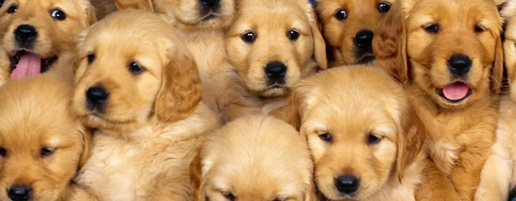 happy-oodles-which-dog-is-right-for-you-puppies-are-cute-fl2