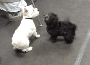 Puppy Socialization - new friends