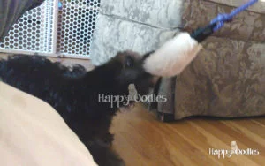 happy-oodles-reviews-pole-and-chase-toys-3-fl