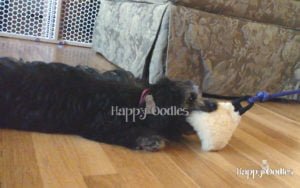 happy-oodles-reviews-pole-and-chase-toys-4-fl