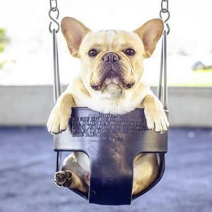 Is the French Bulldog Right For You?