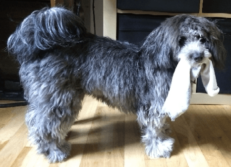Standing blackish gray small dog with stolen white sock in their mouth. 