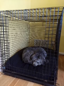 Picture of a small gray puppy on a black pillow bed in side of a crate with the door open.  Property of Happoodles.com Post "What You Need for Your New Pup"