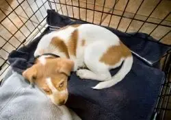 Brown and white puppy laying down in crate