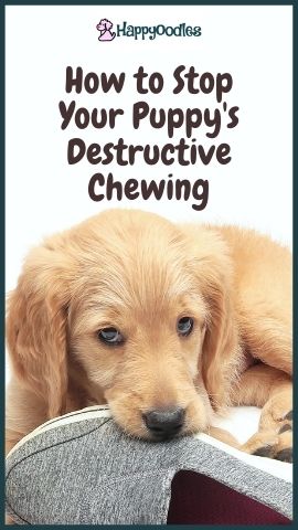 How to Stop Your Puppy’s  Chewing