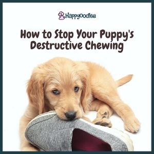 How to Stop Your Puppy’s  Chewing