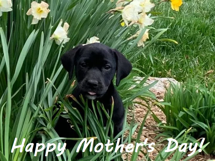 Mother's Day - 10 Ways to Celebrate Dog Moms