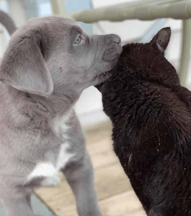 What is Puppy Socialization? Gray puppy with black cat