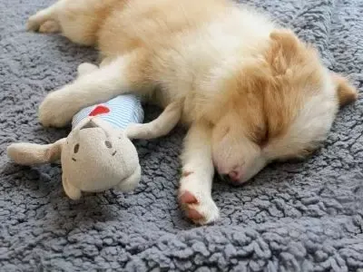 Puppy sleeping on fluffy blanket