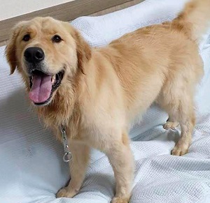 How Much Does It Cost to Adopt a Dog?  Harry is a purebred Golden Retriever 
