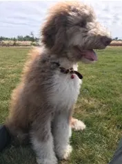 How Much Does It Cost to Adopt a Dog? 5 month old Aussiedoodle 