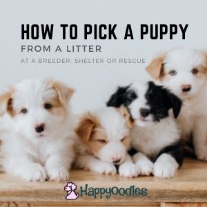 How to Pick a puppy - Happyoodles.com