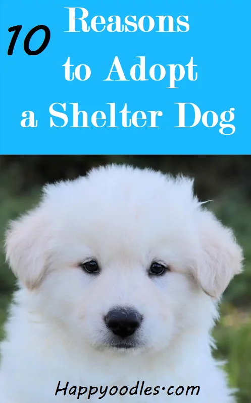 10 Reasons to Adopt a shelter Dog pin
