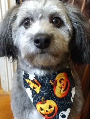 Halloween Costumes for Dogs - Dog with Halloween bandana.