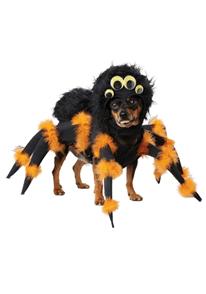 20 Hilarious Halloween Costumes for Dogs - Black and orange Spider on small dog