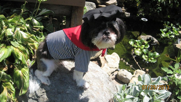 Frenchman Halloween costume for dogs