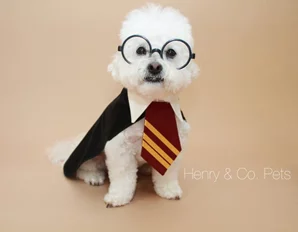 This custom made Harry Potter inspired dog costume