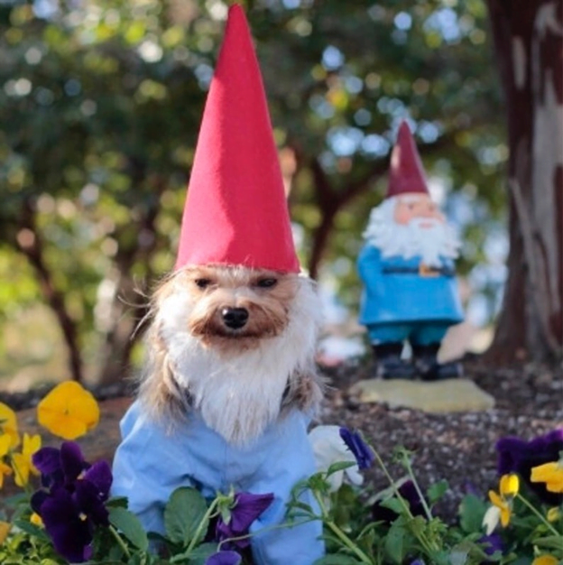 Dog dressed as gnome