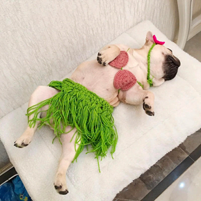 20 Hilarious Halloween Costumes for Dogs - Dog lying on back with green hula skirt on.