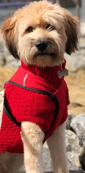 Does Your Dog Need a Sweater? Picture of a dog in red dog sweater. 