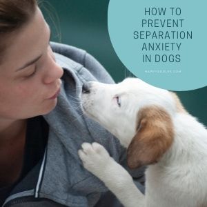 How to Prevent Separation Anxiety in Dogs

