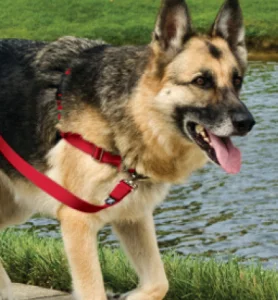 Easy Walk Dog Harness on German Shepherd walking 
