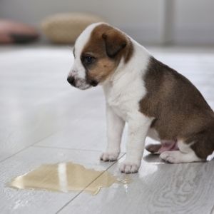 Puppy Potty Training Mistakes - Puppy in front of puddle 