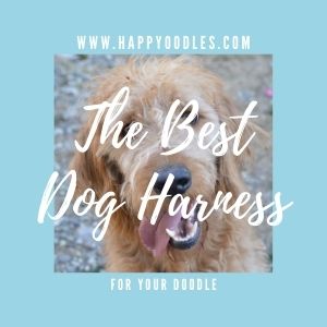The Best Dog Harness for Doodles and Poodles title pic - Happyoodles.com