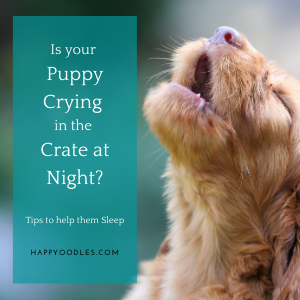 Puppy Crying in Crate at Night? Here's Help - Happy Oodles