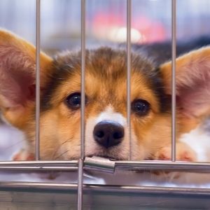 Puppy Crying in Crate at Night? Here's Help - Happyoodles.com Puppy in crate