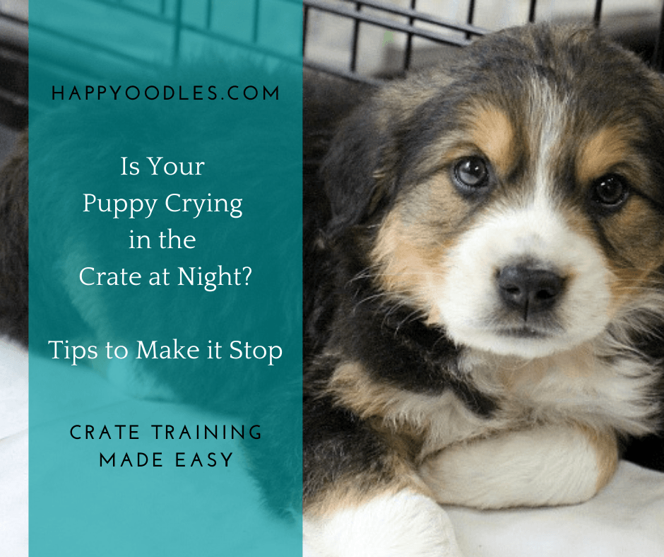 Puppy Crying in the Crate at Night? How to Make it Stop