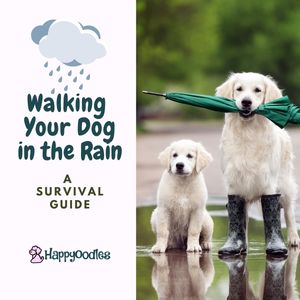 Walking a Dog in the Rain: A Survival Guide