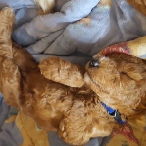 Whoodle puppy sleeping 