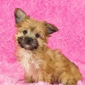 Terrier Poodle mix Yorkie poo puppy