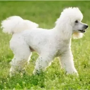 White Poodle 
