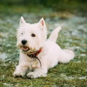 West Highland terrier 