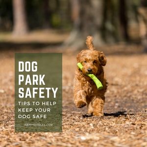 Dog Park Safety: Concerns and Tips