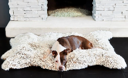 Gifts for your Goldendoodle - Happyoodles.com - Luxury Faux Fur Snug Bear Rug Bed by Animals Matter