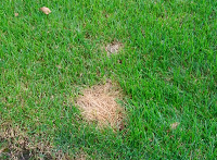 Dog Potty Area Guide: Tips and Ideas Happyoodles,com image urine burns on lawn