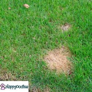 Pee stain on grass - Happyoodles.com
