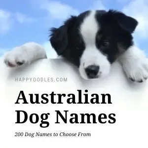 Australian Dog Names: 200 Aussie Dog Names - title pic with black and white border collie looking over a fence.