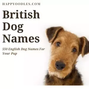 British Dog Names : 550 English Dog Names - title picture with terrier on a white background