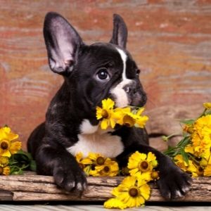 French bulldog with yellow flowers