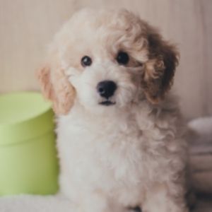Mini Bernedoodle Guide - poodle puppy