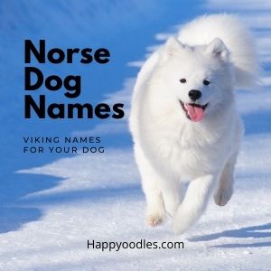 Norse Dog Names: Viking Names for Your Dog Tp white dog in snow
