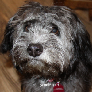 Bella -The Rattle Dog - small gray dog with long fur and black nose. 