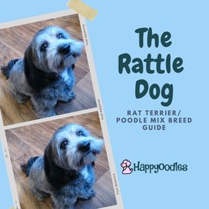 Rat Terrier Poodle Mix : The Rattle Dog